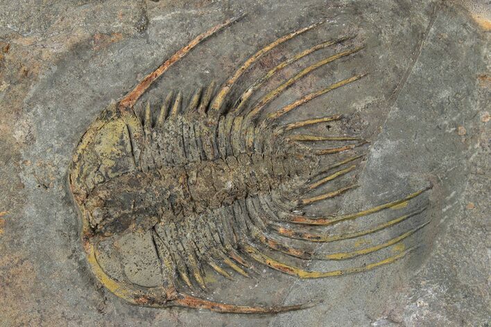 Anacheirurus (Lehua) Trilobite - Fezouata Formation #244456